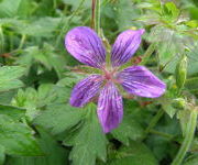 Geranium_wlassovianum_1.JPG