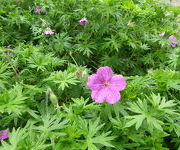 Geranium 'Tiny Monster'