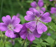 Geranium 'Sirak'