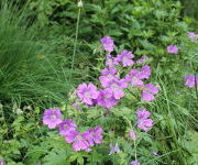 Geranium_Sirak-Herfsttuin-juni_2016_2.JPG