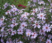 Aster cordifolius 'Lilaputter'