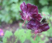 Geranium phaeum 'Samobor'