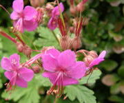 Geranium macrorrhizum 'Czakor' 