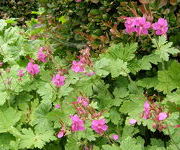 Geranium__macrorrhizum_Czakor.JPG