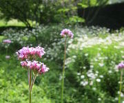 Verbena bonariensis