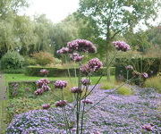 Verbena_bonariensis2.JPG