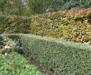 Cotoneaster_simonsii_en_Fagus_sylvatica_Atropurpurea.JPG
