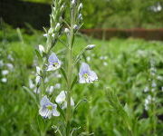 Veronica gentianoides 'Pallida'