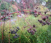 Thalictrum rochebrunianum