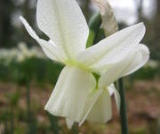 Narcissus triandrus 'Ice Wings'