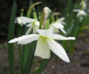 Narcissus_Ice_Wings-_Hoektuin.JPG