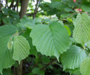 Corylus avellana