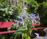 Borago officinalis