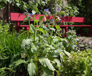 Borage_2_2013.jpg