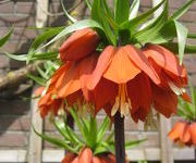 Fritilaria imperialis