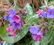 Pulmonaria officinalis