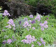 Hesperis matronalis