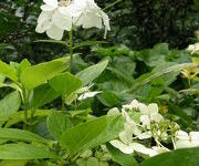 Hydrangea macrophylla 'Lanarth White'