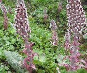 Petasites hybridus