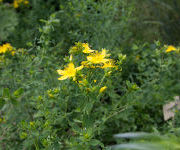 Hypericum perforatum