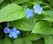 Omphalodes verna