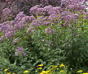 Eupatorium maculatum 'Atropurpureum'