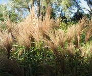 Miscanthus sinensis 'Malepartus'