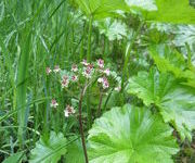 Darmera peltata 'Nana'