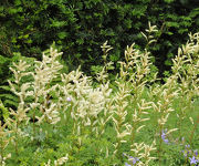 Aruncus aethusifolius