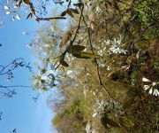 Amelanchier lamarckii