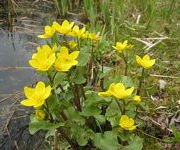 Caltha palustris