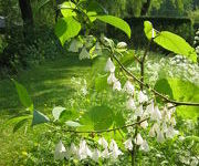 Halesia carolina