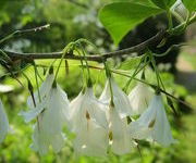 Halesia_carolina3.JPG