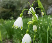 Leucojum aestivum