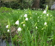 Leucojum_aestivum-_Moerastuin_1.JPG