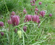 Fritillaria meleagris