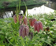 Fritillaria_meleagris_1.JPG