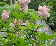 Filipendula rubra 'Venusta'