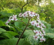 Darmera peltata