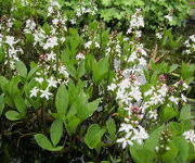 Menyanthes trifoliata