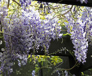 Wisteria sinensis