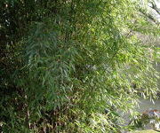 Phyllostachys nigra