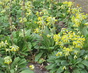 Primula veris