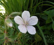 Geranium clarkei 'Kashmir White'