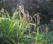 Carex pendula