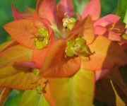 Euphorbia griffithii 'Fireglow'