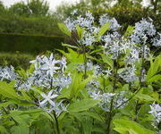 Amsonia tabernaemontana