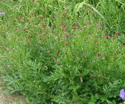 Sanguisorba officinalis 'Tanna'