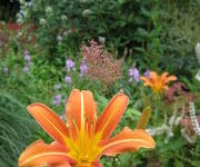 Hemerocallis 'Margaret Perry'