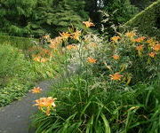 Hemerocallis_Margaret_Perry_3.JPG